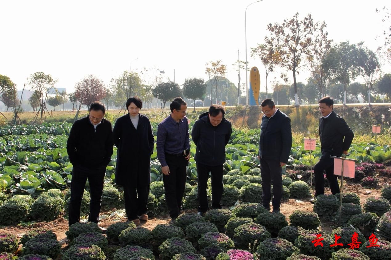 嘉魚縣人民政府門戶網(wǎng)站與赤壁企業(yè)網(wǎng)站建設 數(shù)字化轉型中的雙輪驅動